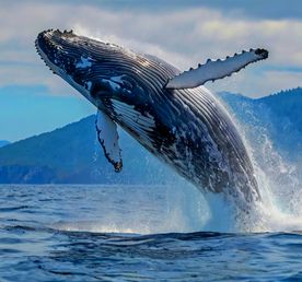 Мексика Галапагосские острова - поцелуи с китами