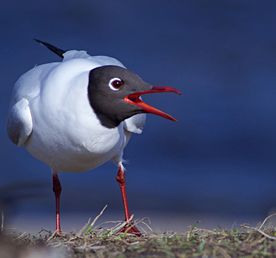 Птичье Эльдорадо в Сестрорецке