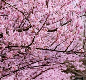 Встречай весну в Восточном Китае: Шанхай, древние деревни, водопады и горы Хуаншань