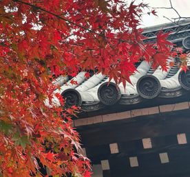 Охота за красными клёнами. Тур в Японию