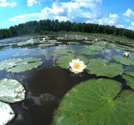 Прозрачное ожерелье. Живой мир рек и озёр Карельского перешейка