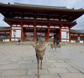 Япония: путешествие в прошлое и будущее