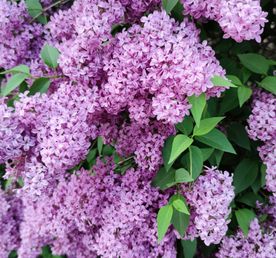 Сиреневый бал. Гатчина - усадьба Марьино (с посещением Сиреневого бала)