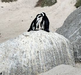 Дорога вдоль океана: Чапменс-Пик, Мыс Доброй Надежды и Пингвины