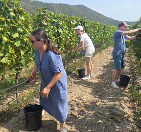 Ртвели  праздник урожая в Грузии. Осенний тематический тур