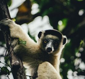 Мадагаскар. Баобабы, лемуры, каменный лес