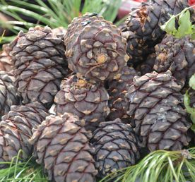 Кедровый Тур: Проводы Северного Лета