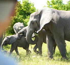 Юар: по дороге садов