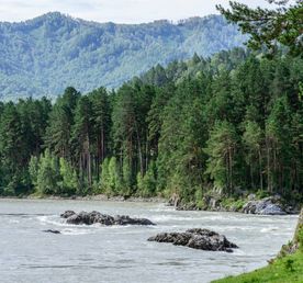 Алтай: цветение маральника