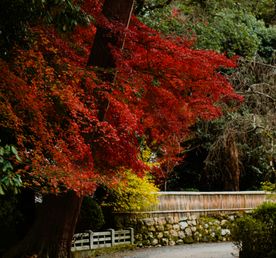 Япония: гастро-тур в сезон красных клёнов