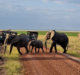 Сафари В Кении