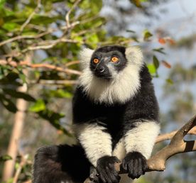 Мадагаскар тур