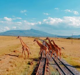 Танзания. Великая миграция - Отель с жирафами - Килиманджаро