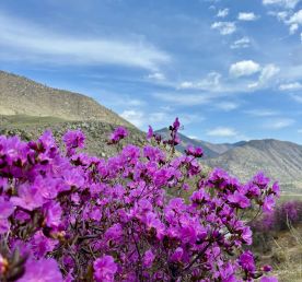 Чуйский тракт: симфония гор, рек и ветров