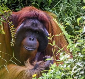 Удивительный Борнео и Бруней