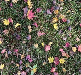 Яркая осень. Сезон момидзи.