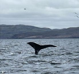 Териберка кемпинговая