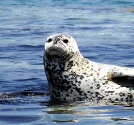 Тур 2 жемчужины залива Петра Великого: ларги, гроты, острова и маяк