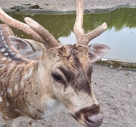 Легенды и Мифы острова Ява