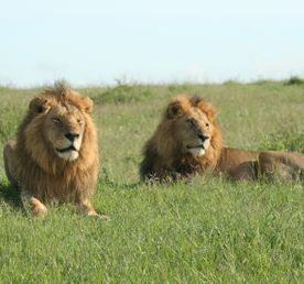 Affordable 4 Days Kenya Safari: Maasai Mara & Lake Nakuru