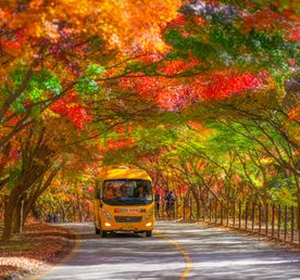 Красные клены и императорские дворцы