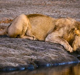 4 Days Maasai Mara and Nakuru Group Joining Safari with Midrange Comfort