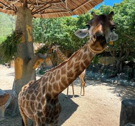 Каникулы во Вьетнаме: Хошимин, Нячанг, Далат за 10 дней!