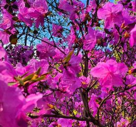 Цветение Маральника на Алтае