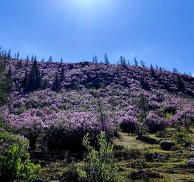 Чуйский тракт. Горный Алтай