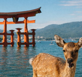 В сердце японской культуры с писателем и журналистом. Круиз по Японии на Мегаяхте