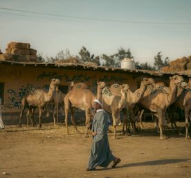 Верблюжий рынок и пирамиды