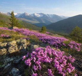 Цветение маральника