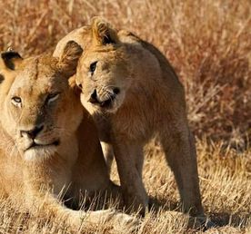 Best of Southern Kenya: 4 Days Tsavo East, Tsavo West & Amboseli Safari