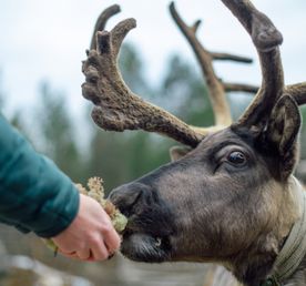 Почувствуй Север (с четверга по воскресенье) Весна - Лето