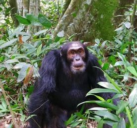 Тур в Уганду: гориллы и шимпанзе