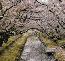 Япония. Неоновый дзен и ароматы Сакуры.