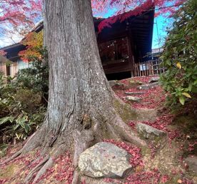 Фото охота на клёны в Японии