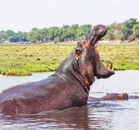 Африка! По следам большой пятерки !