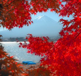 Красные клены в стране самураев