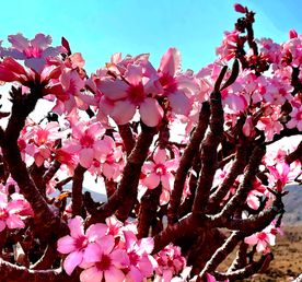 Отель у океана & Экзотика Сокотры. 8 дней. Из первых рук от местного оператора.