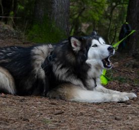 Архангельское поход + квест экскурсия