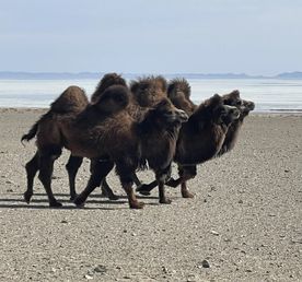 В Монголию через горы Алтая