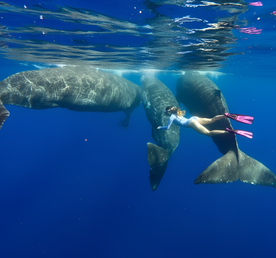 Маврикий для своих: полное погружение.