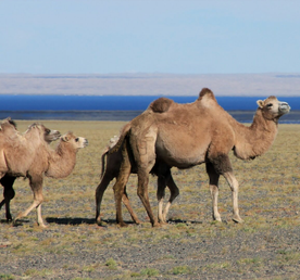 Неизведанная Монголия