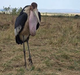 4 Days Masai Mara & Lake Nakuru Group Safari  Big Five Adventure