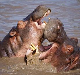 Classic Kenya Wildlife Safari 4 Days