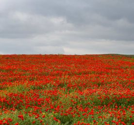 Ласковый Май и маковые поля