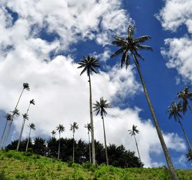 5 дней в Колумбии: суть кофе, культура, природа и традиции в самом сердце Киндио