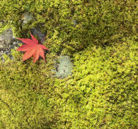 Момидзи премиум