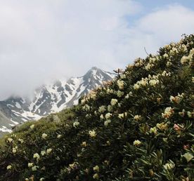 К цветущим рододендронам!